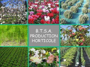 BTS production horticole