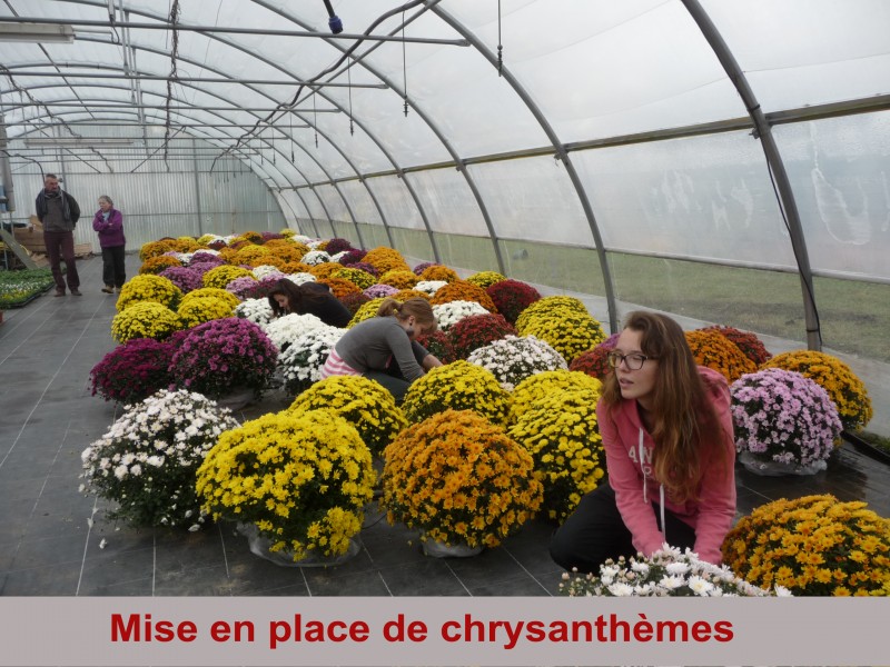 mise-en-place-de-chrysanthemes