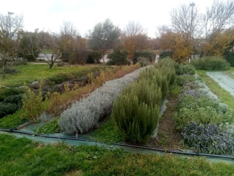 plantes aromatiques